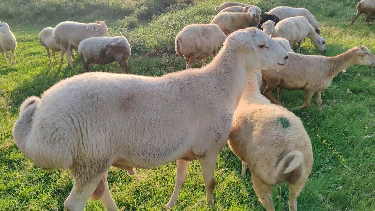 Azərbaycan diri heyvan ixracından gəlirini kəskin artırıb&nbsp;