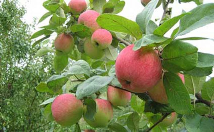 Azərbaycan alma ixracından gəlirini 15 %-ə yaxın artırıb 
