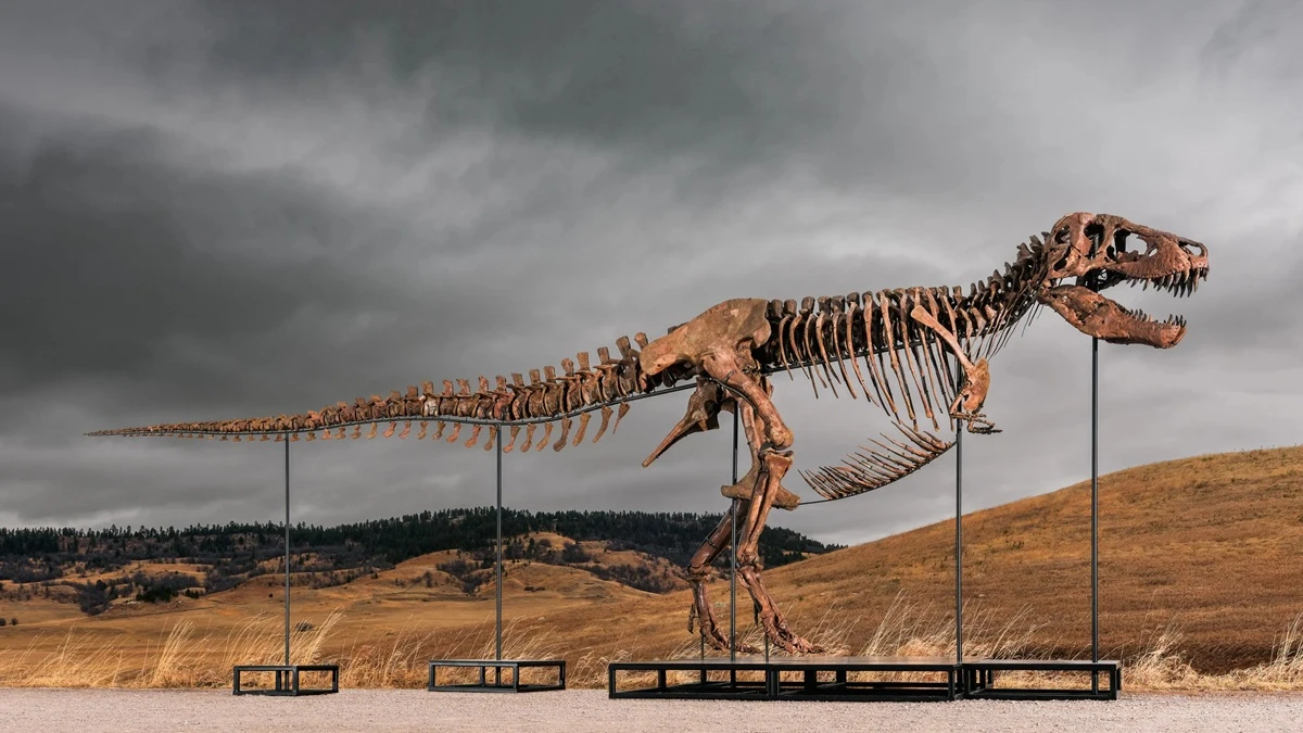 Tarixin ən bahalı dinozavrı 50 milyon dollara SATILDI