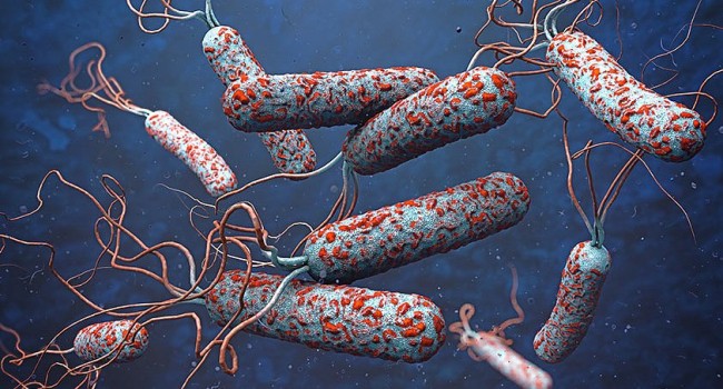 Daha bir dəhşətli virus: ÖLƏNLƏR VAR
