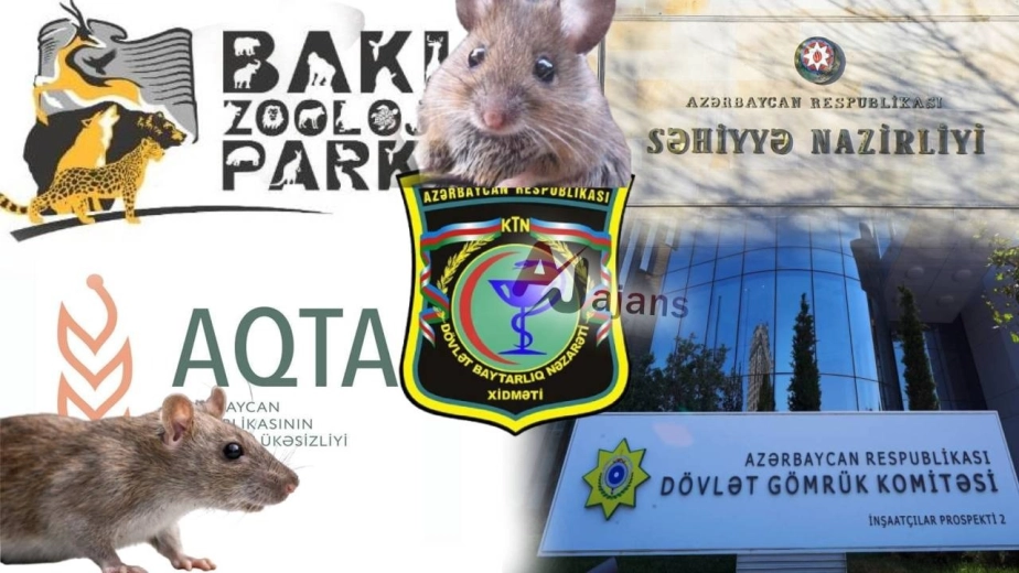 Azərbaycana gətirilən minlərlə siçan-siçovulda HANTAVİRUS TƏHLÜKƏSİ VARMI?
