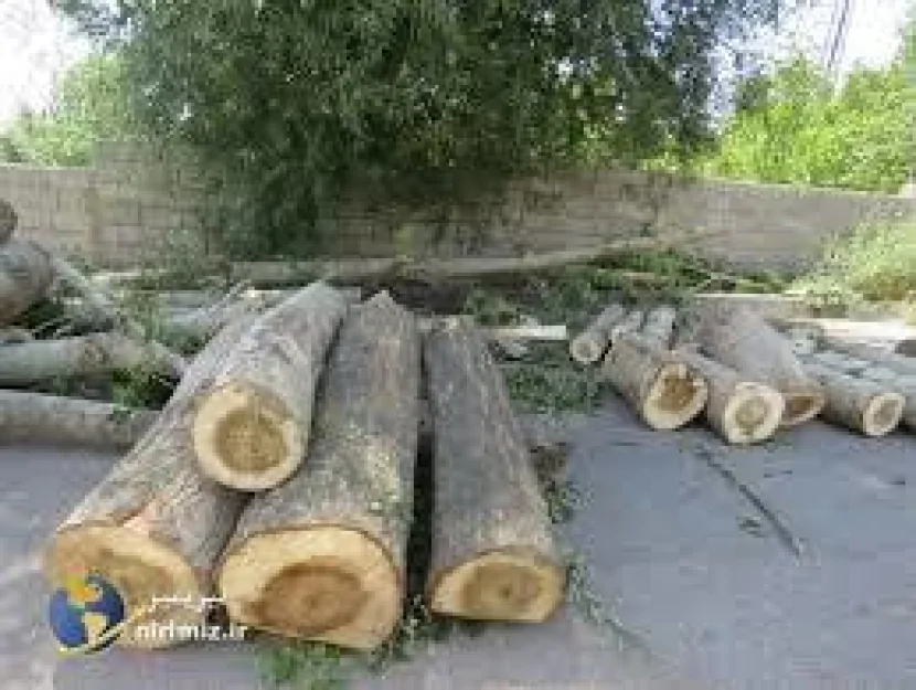 Bakıda ağaclar kəsildi- Materiallar Baş Prokurorluğa göndəriləcək