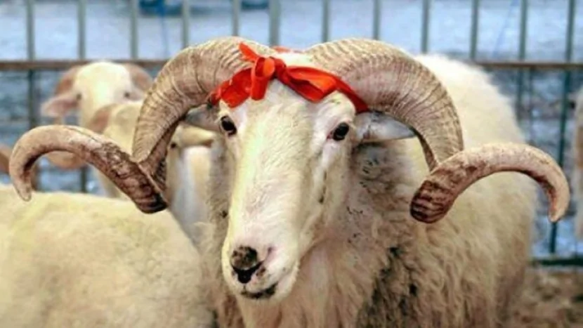 Qurban kəsmək qadağan edildi - Bu ölkədə