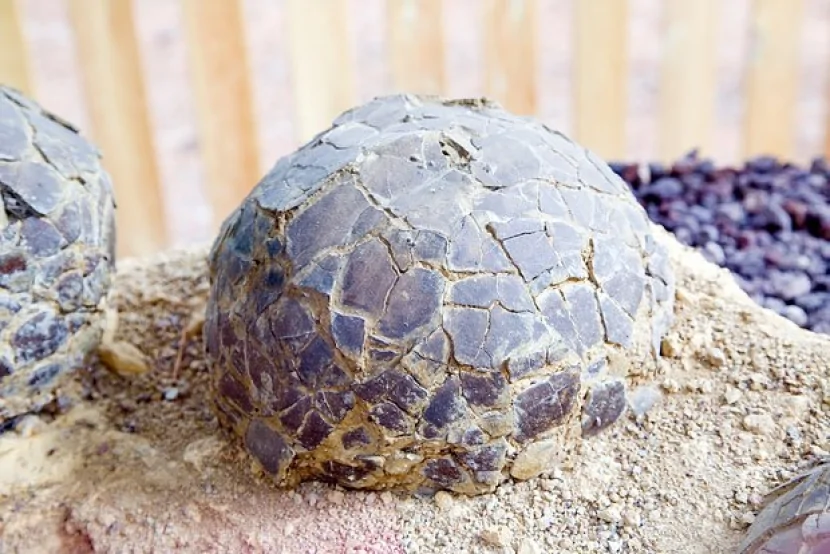 72 milyon illik 100 dinozavr yumurtası TAPILIB
