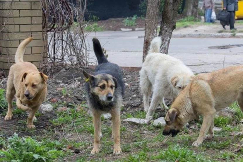 Küçə itləri yeniyetməyə HÜCUM ETDİ